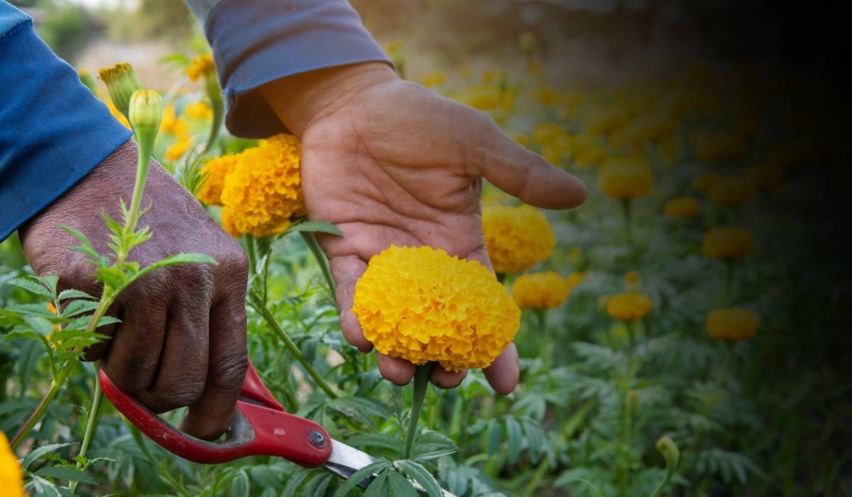 Marigold Farming