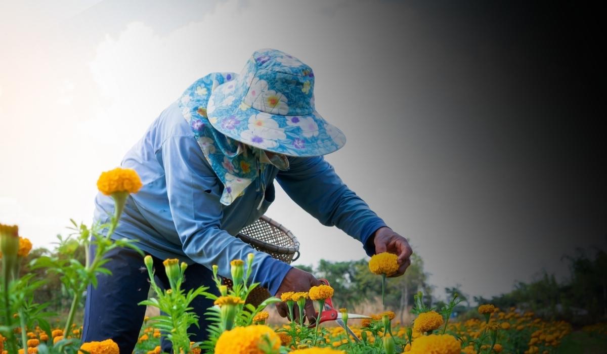 Marigold Farming