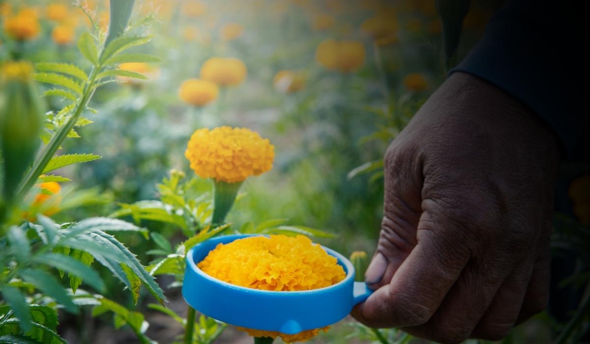 Marigold Farming