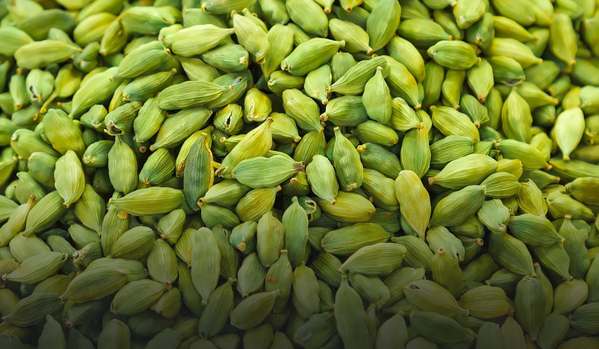 Cardamom Farming