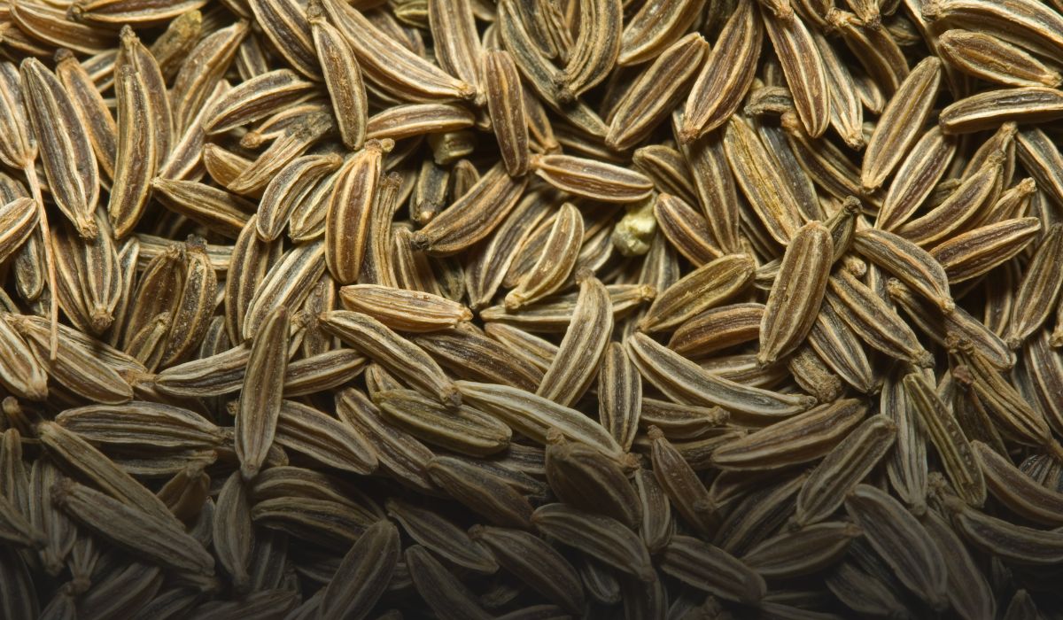 Cumin Farming