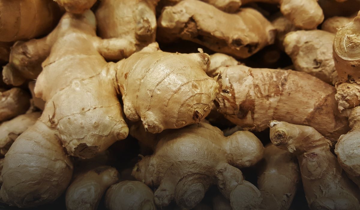 Ginger Farming