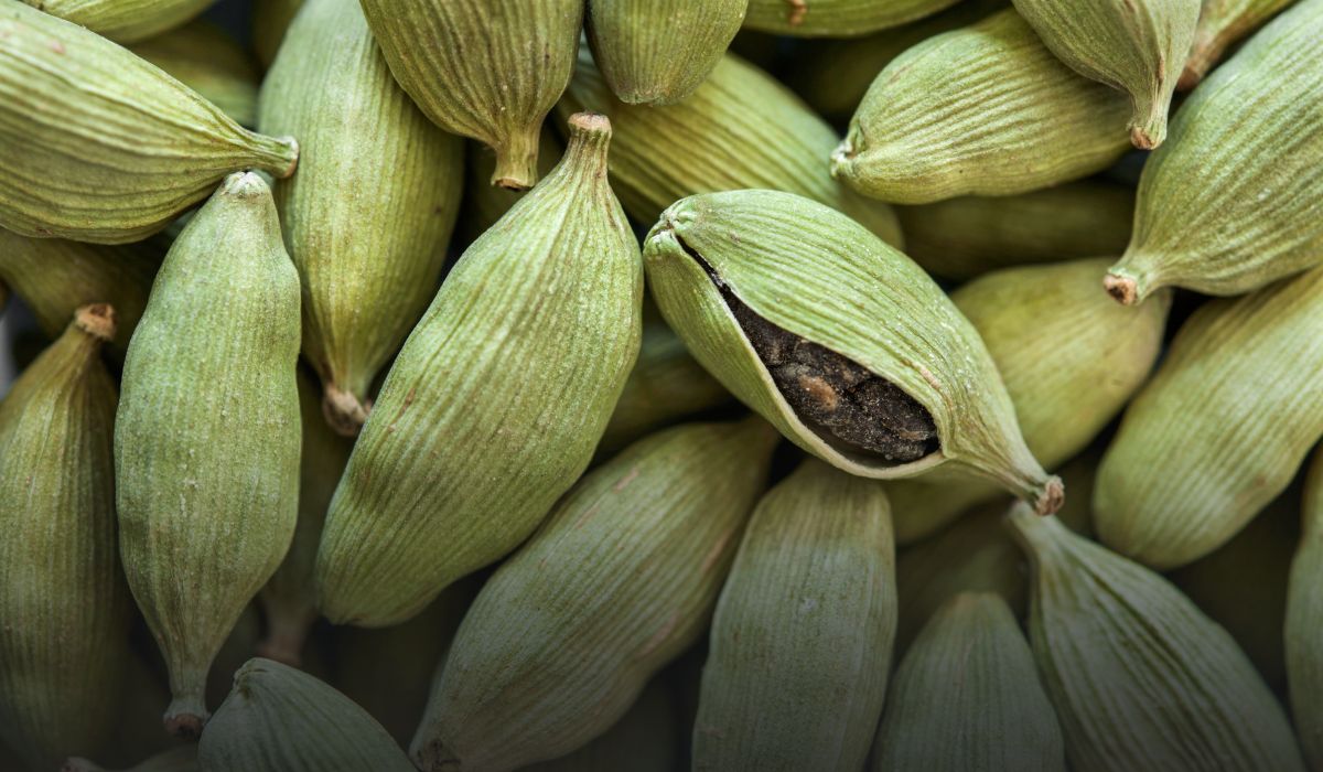 Cardamom Farming