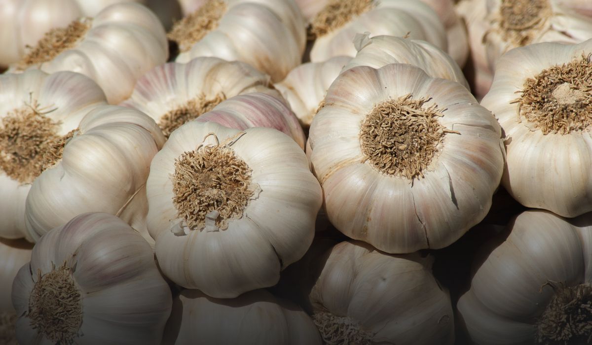 Garlic Farming 