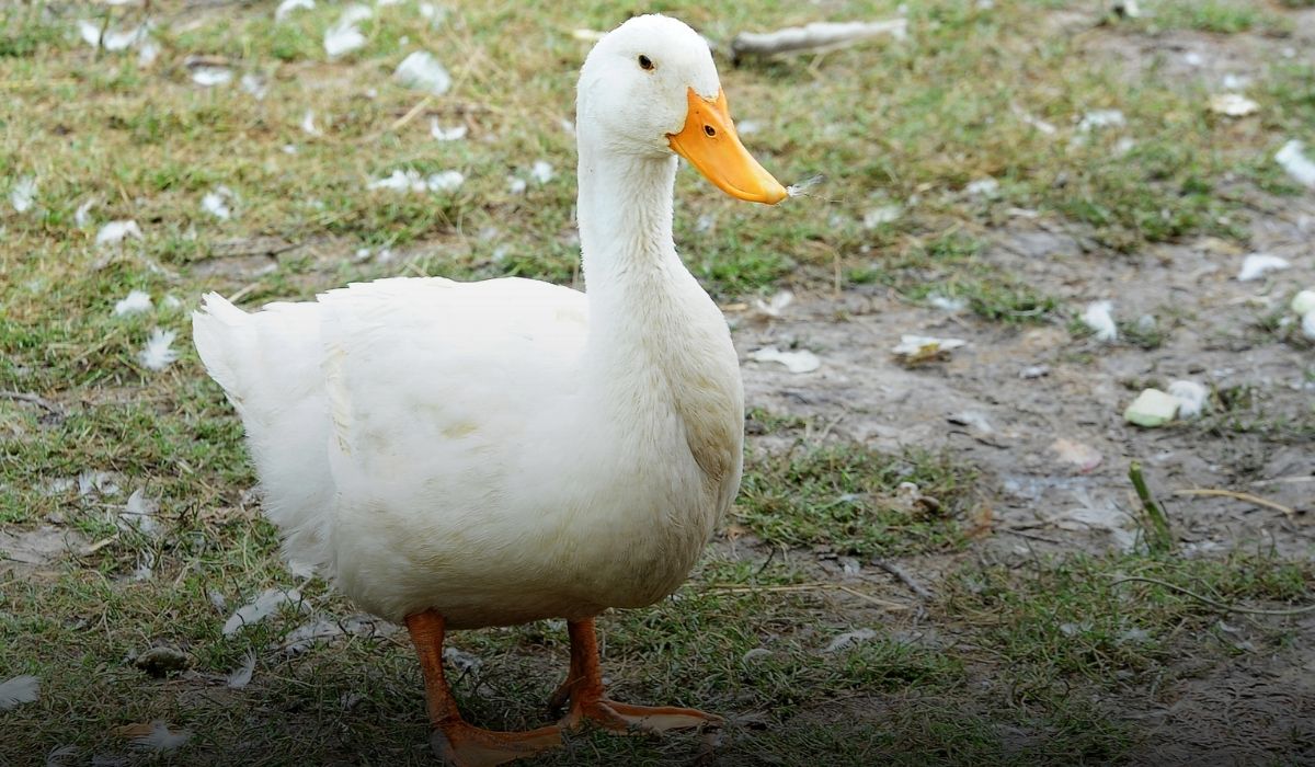 duck and fish farming