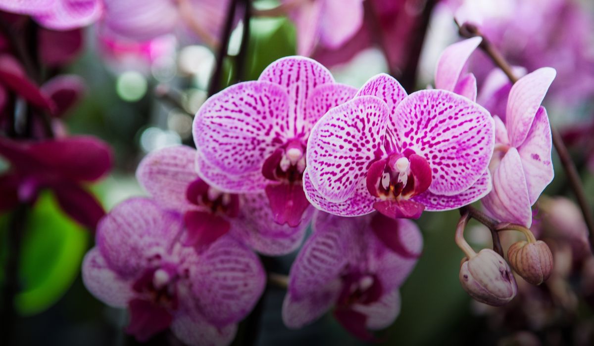 Orchid Farming