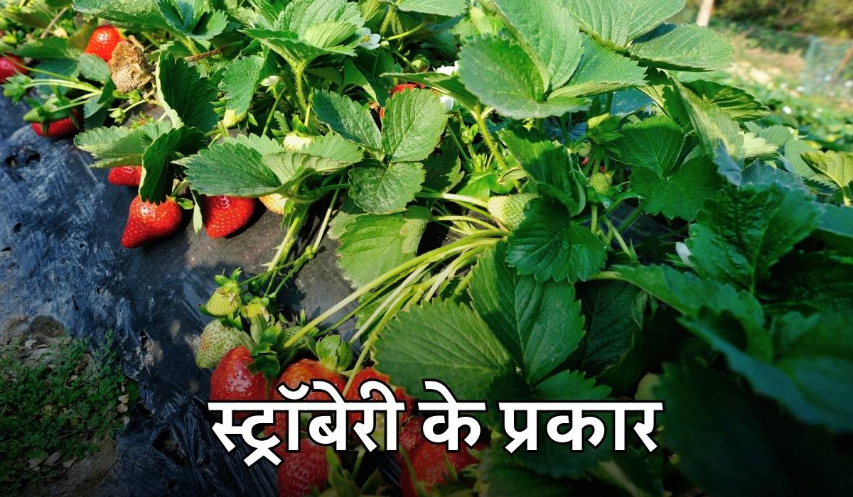 Strawberry Farming