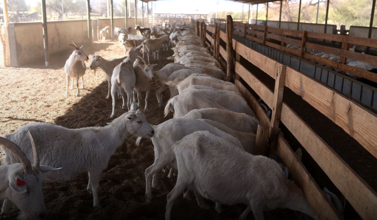 Goat Farming Tips