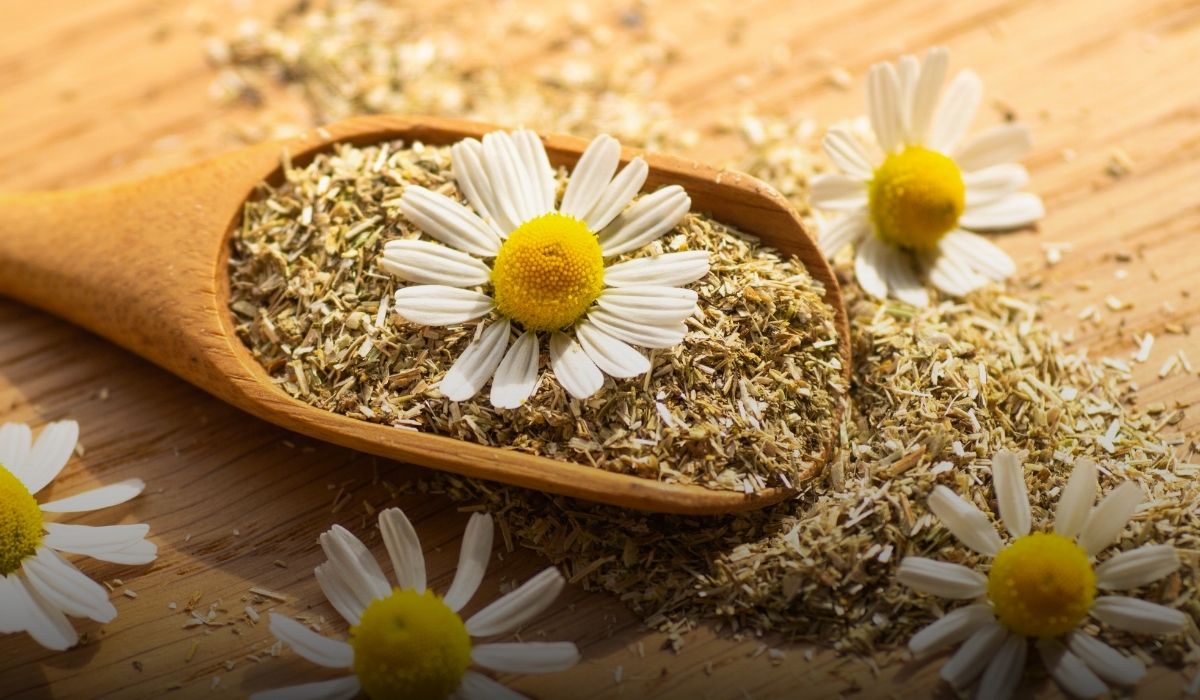 Chamomile flower