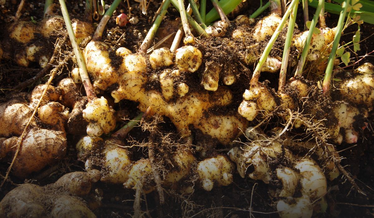 Ginger Farming