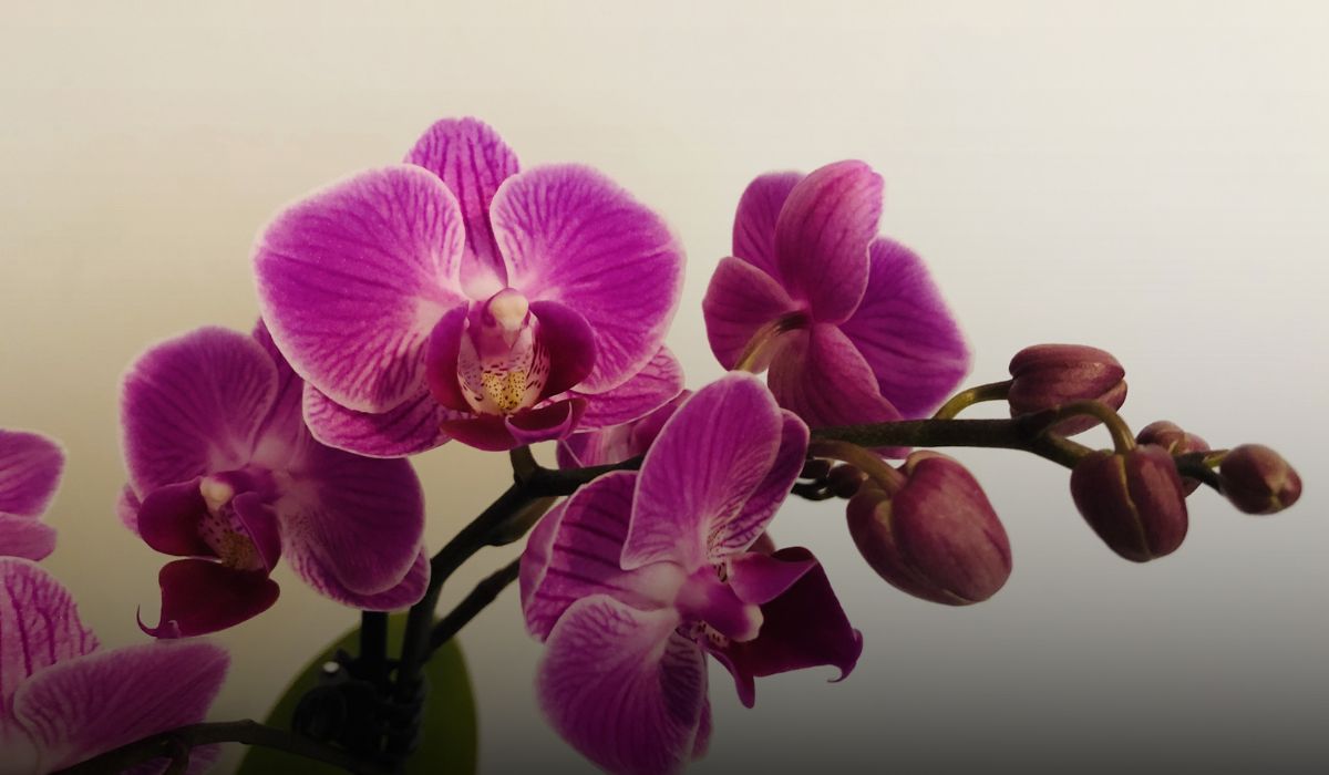 Orchid Farming