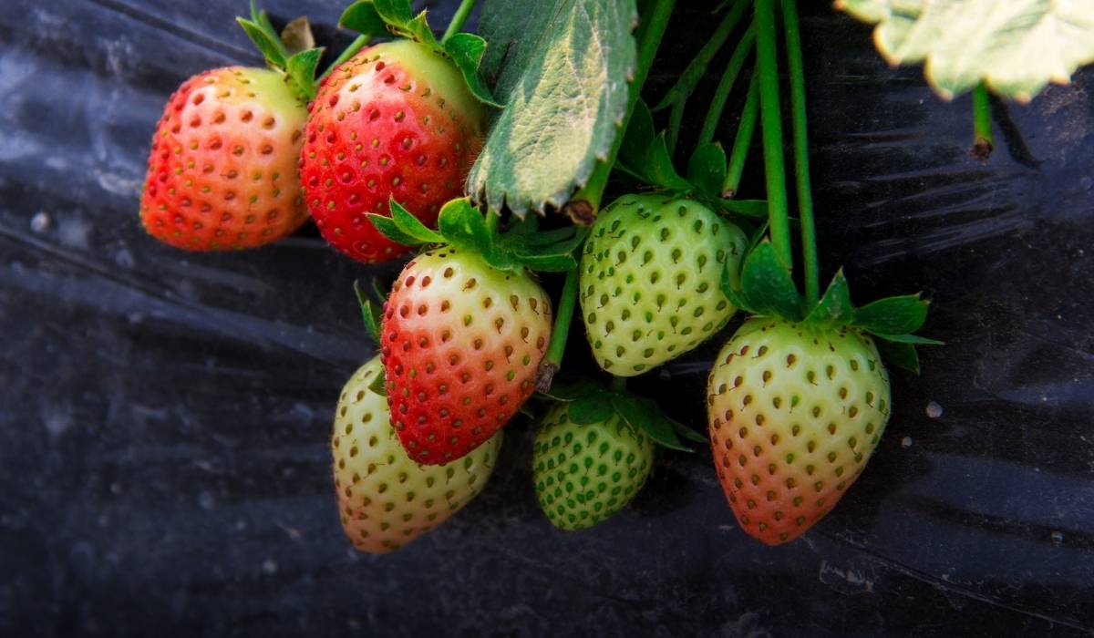 Strawberry Farming