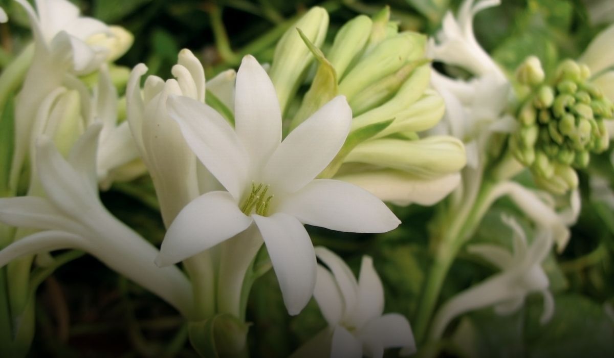 flower farming