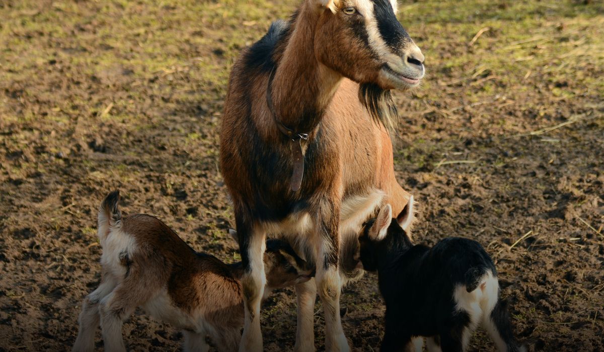 Goat Farming Tips