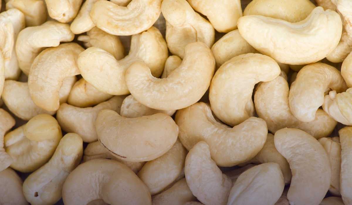 Cashew Cultivation