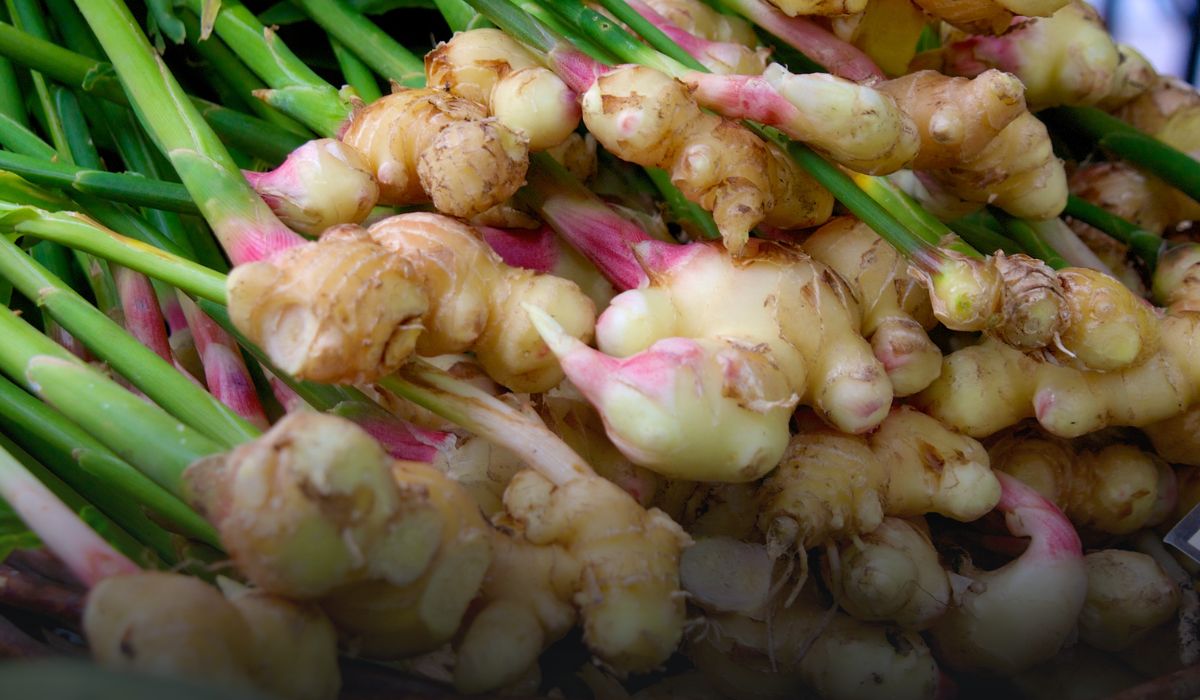 Ginger Farming