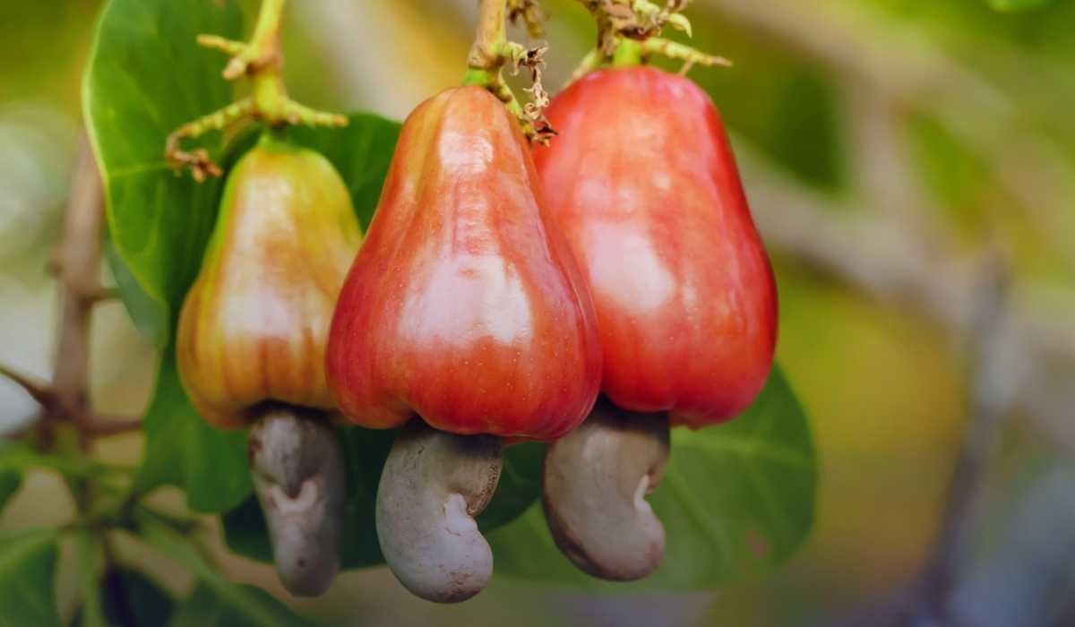 Cashew Cultivation