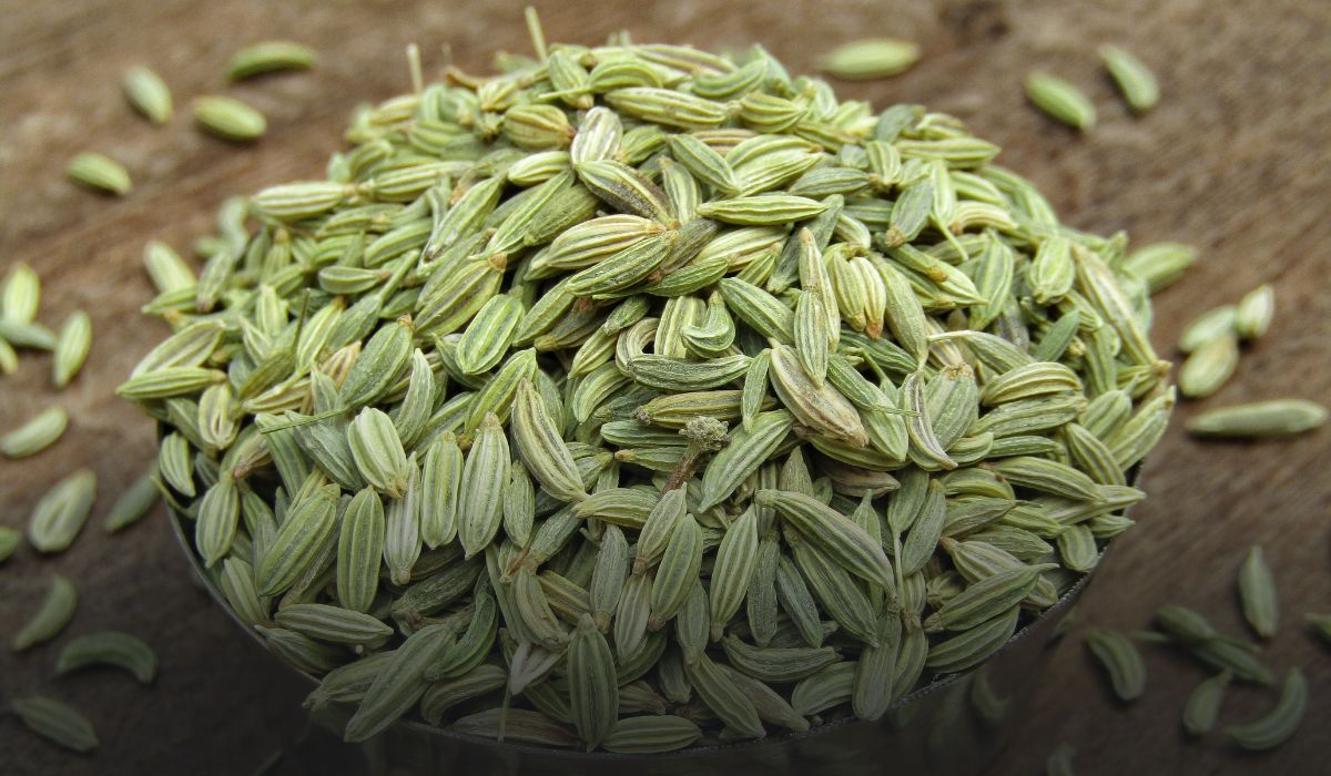 Fennel Farming