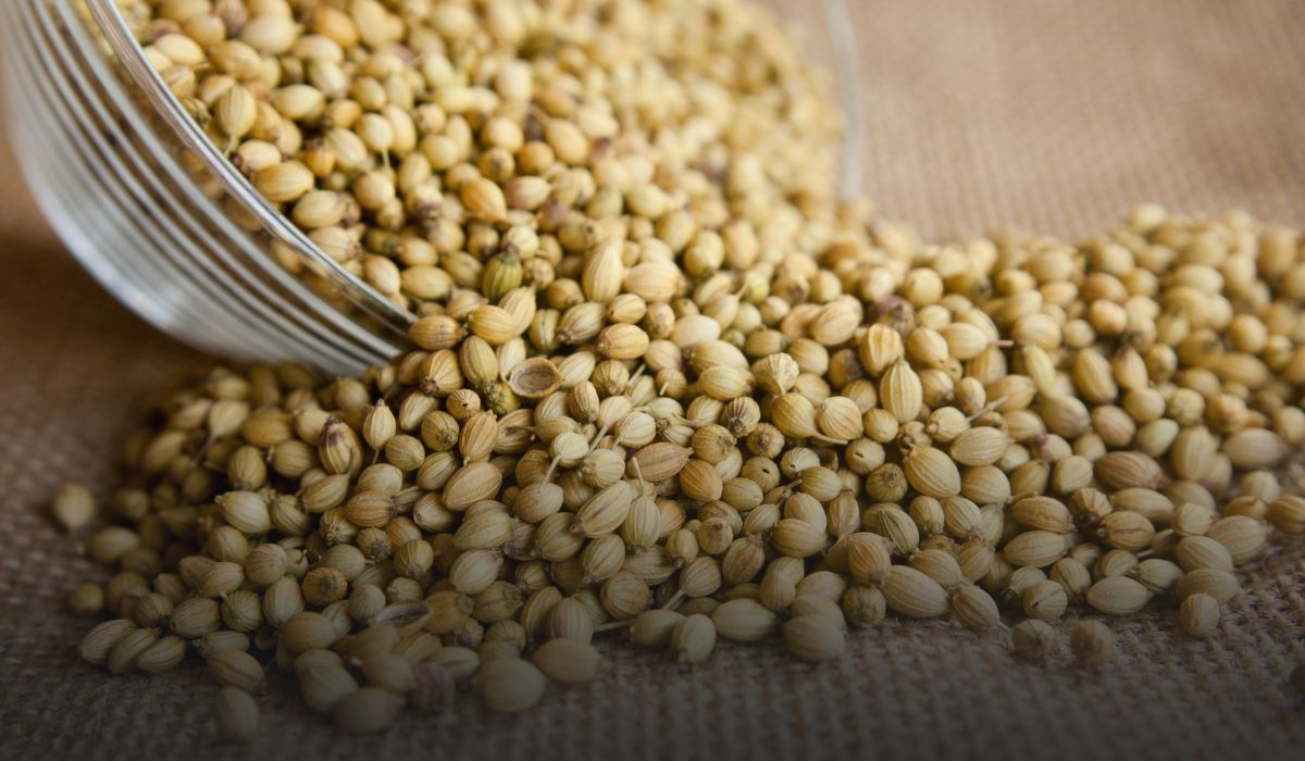 Coriander Farming