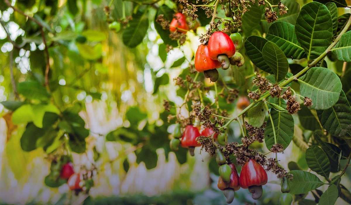 Cashew Cultivation