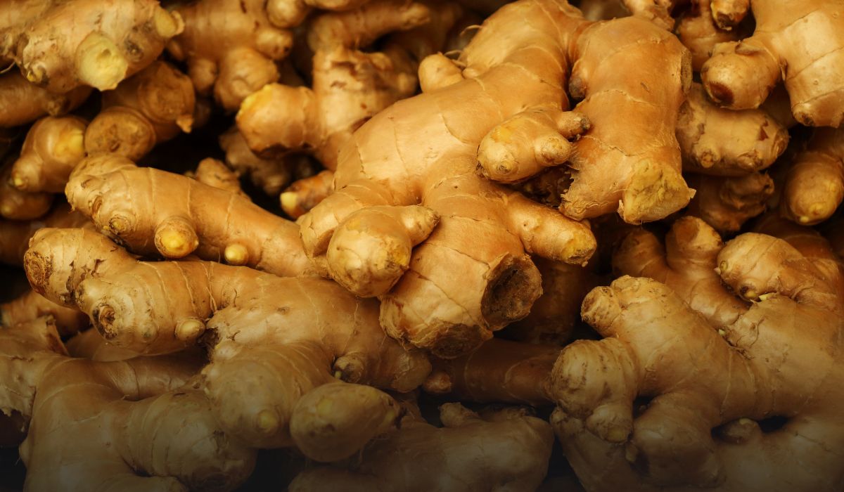 Ginger Farming