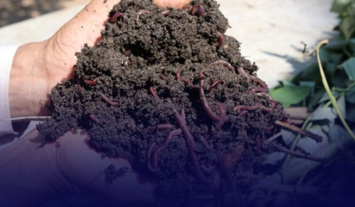 Vermicompost