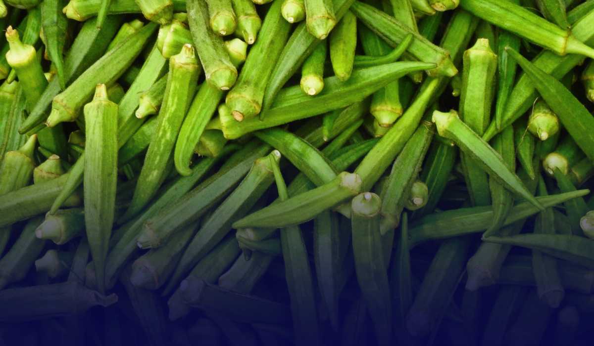 okra cultivation