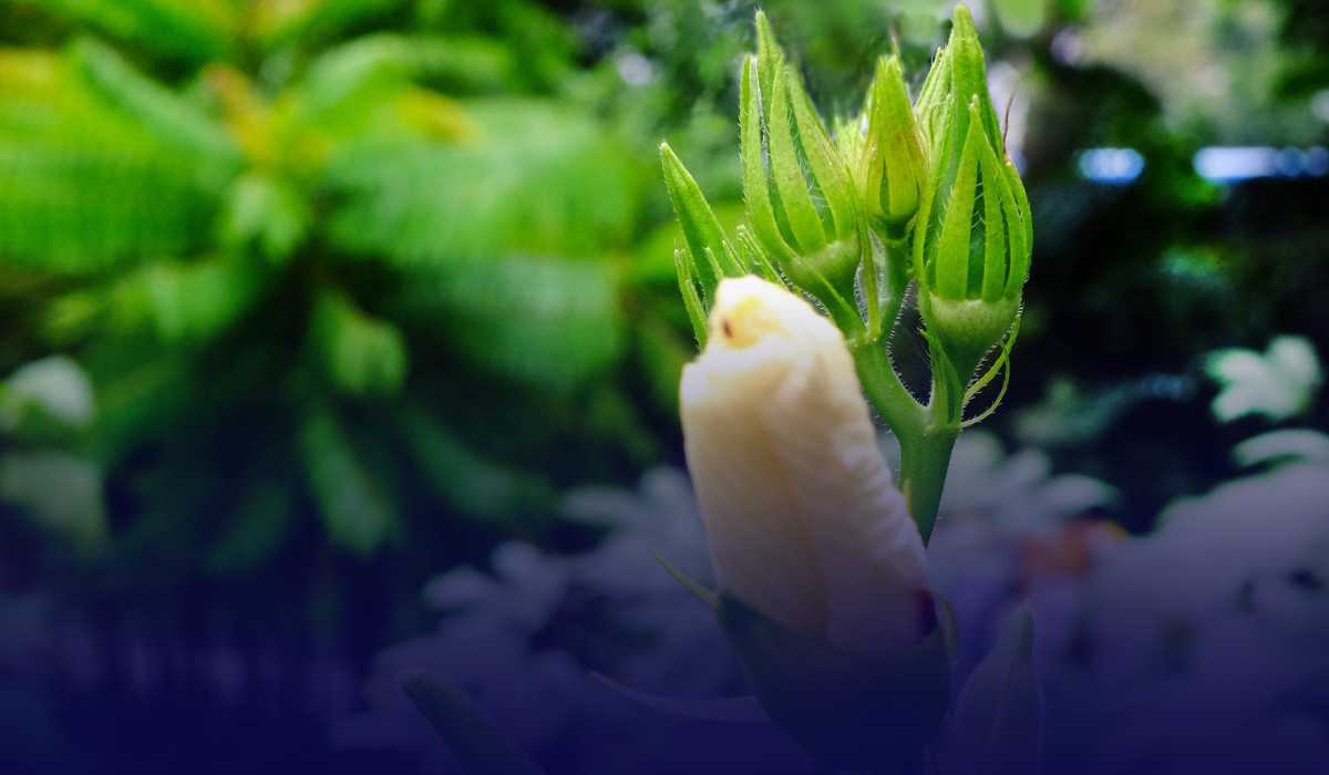 okra cultivation