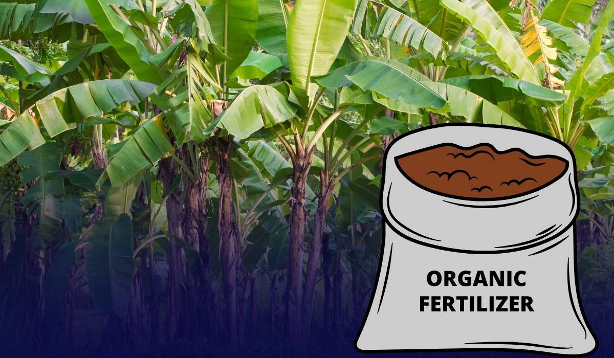 Organic Fertilizer