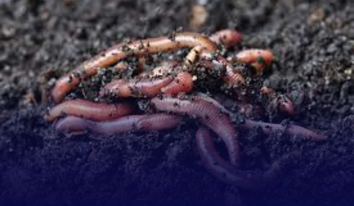 Vermicompost